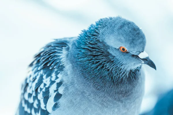 冬の午後に宙枝に鳩 — ストック写真