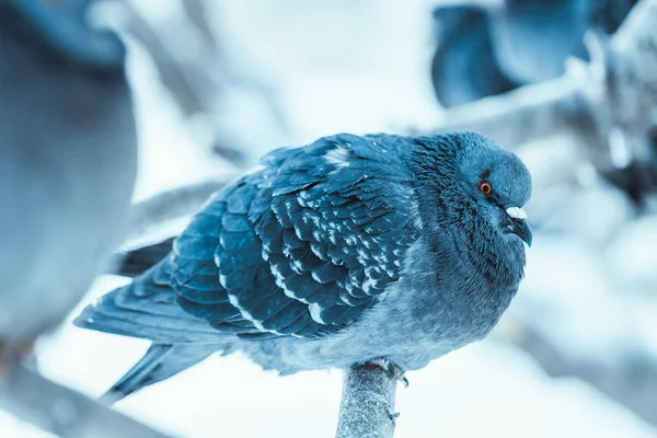 Taube auf dem Ast am Winternachmittag — Stockfoto