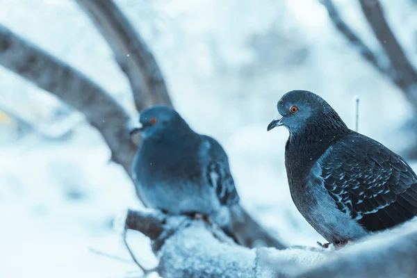 Tauben sitzen am Wintertag gebückt auf einem Ast — Stockfoto