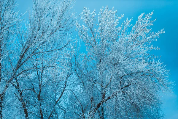 Белый зимний лес на голубом фоне неба — стоковое фото