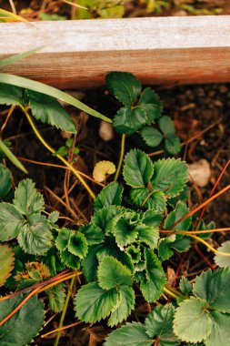 Bahçe yatağında yetişen çilek çalısı..