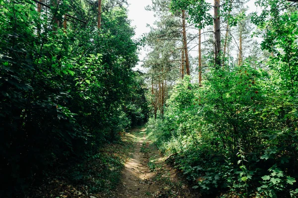 Gröna träd i skogen i solljuset — Stockfoto