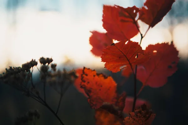 Piros levelek erdő elmosódott háttér — Stock Fotó