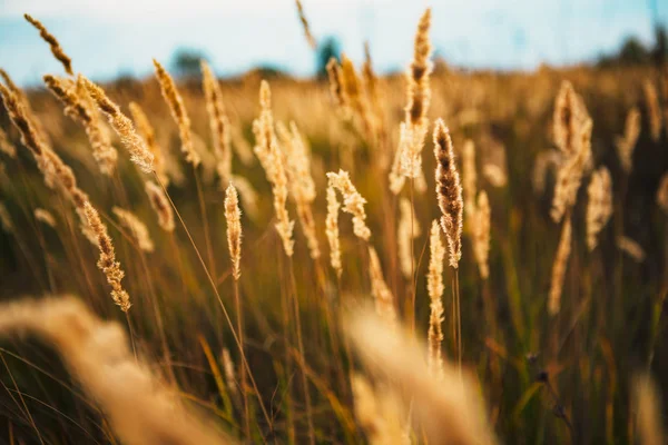 Bellissimo campo autunnale diversi picco da vicino — Foto Stock