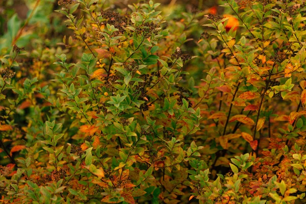 Colorful red orange autumn leaves close up — Stock Photo, Image