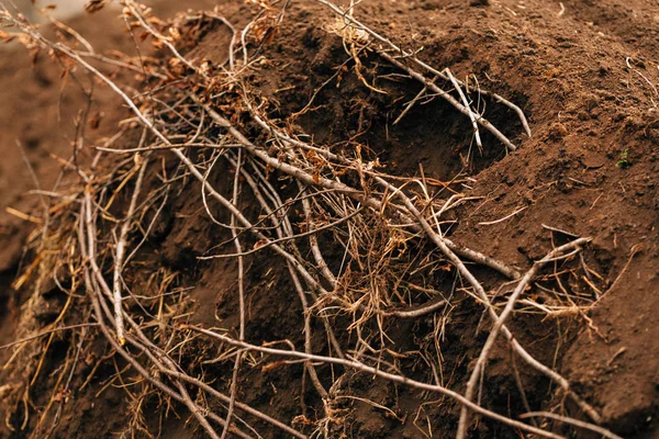 background dark fertile soil with roots close up