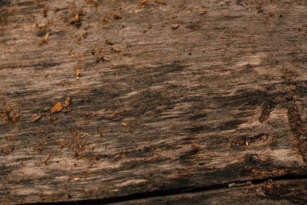 Colored dark wood fiber texture close up. — Stock Photo, Image