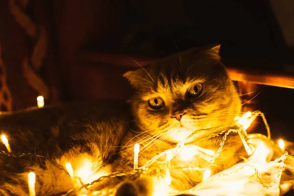 Scottish cat with Christmas lights on sofa — Stock Photo, Image