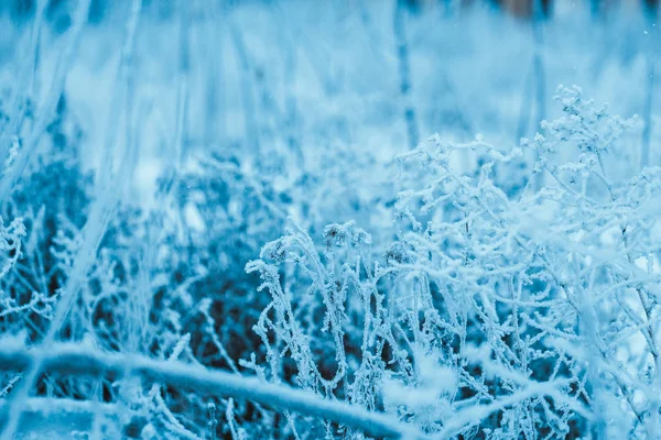 Hoarfrost kış öğleden sonra dondurulmuş bitkilerde — Stok fotoğraf