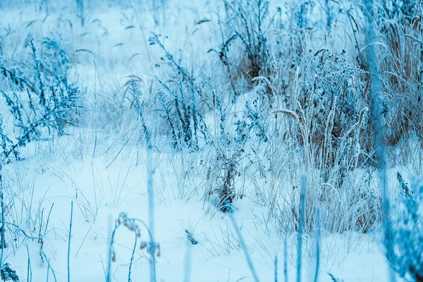 冬天的森林和树枝在雪在白天 — 图库照片