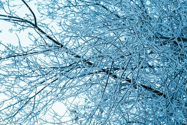 Ветки в снегу в течение дня — стоковое фото