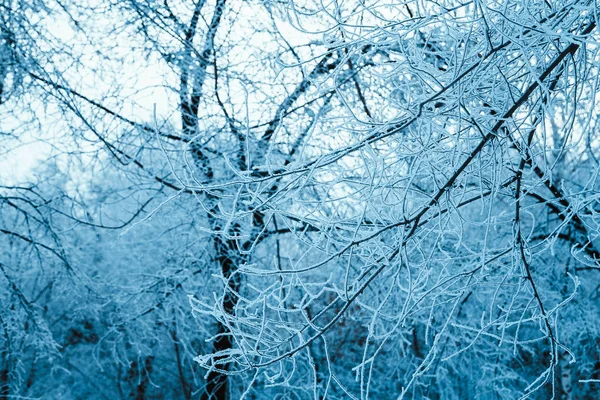 Floresta de inverno e ramos na neve durante o dia — Fotografia de Stock