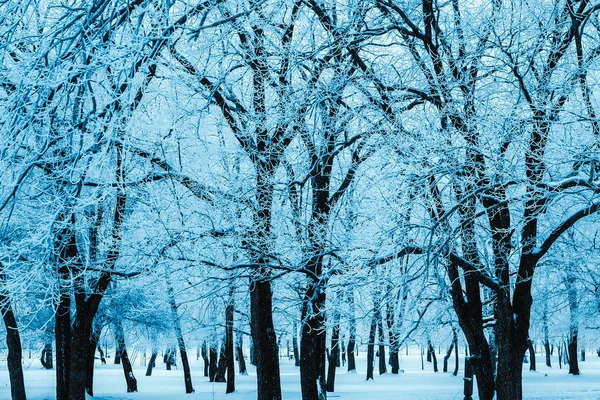 Зимний лес и ветви в снегу в течение дня — стоковое фото