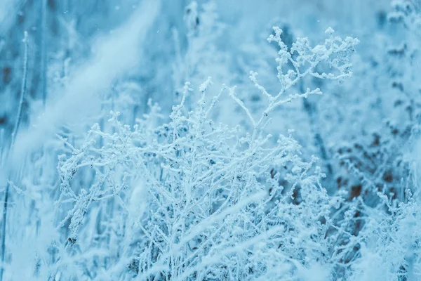 Plantas congeladas em hoarfrost no inverno à tarde — Fotografia de Stock