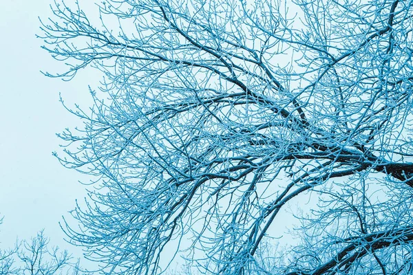 Zimní les a pobočky v sněhu během dne — Stock fotografie