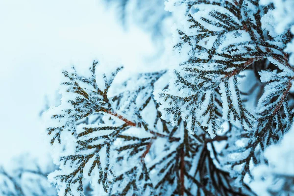 Winter dunkelgrüne Lärchenzweige im Schnee aus nächster Nähe — Stockfoto