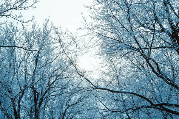 Winter forest and branches in the snow during the day — Stock Photo, Image