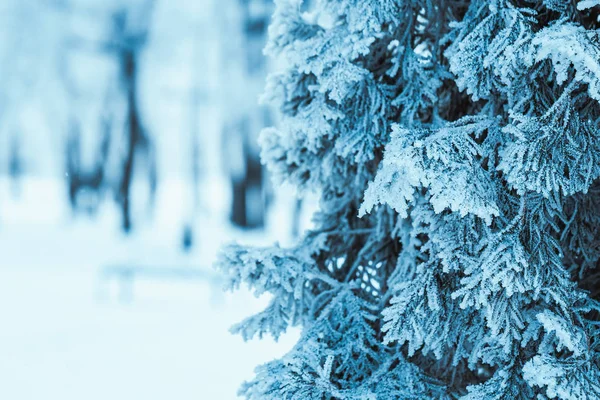 Invierno ramas de alerce verde oscuro en la nieve de cerca — Foto de Stock