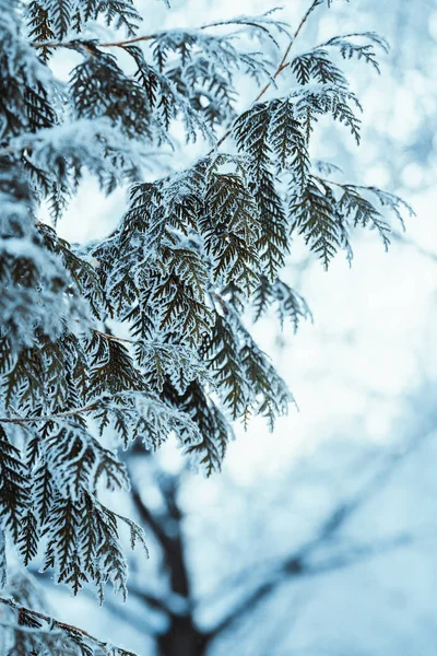 冬天轻的深绿色落叶松树枝在雪 — 图库照片