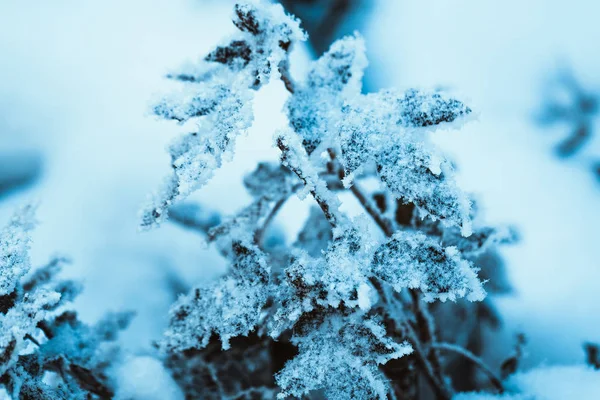 Berberitze schließt Zweige im Schnee — Stockfoto