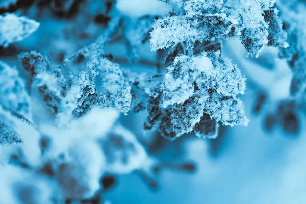 Barberry close up branches in the snow — Stock Photo, Image