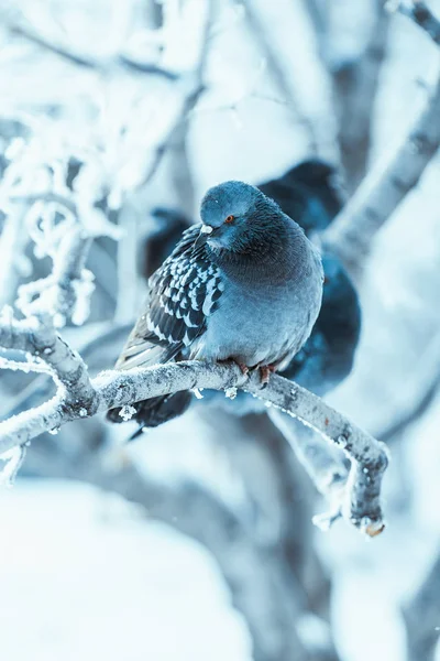 Pigeons sitting hunched on a branch in the winter day — Stock Photo, Image