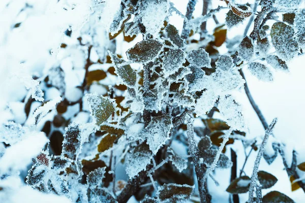 Agracejo cerca de ramas en la nieve —  Fotos de Stock