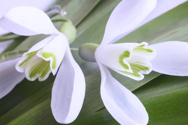 Snowdrops - les premières fleurs printanières . — Photo