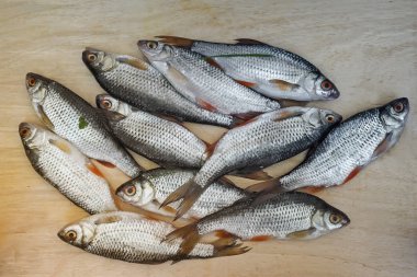 nehirde balık yakaladı.