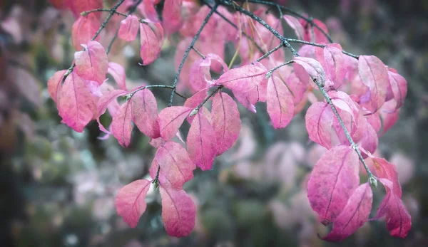 Paisagem de outono na floresta com um arbusto com folhas vermelhas. — Fotografia de Stock