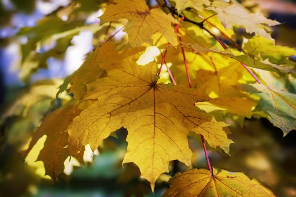 Beautiful Autumn Yellow Orange Maple Leaves Blue Sky Background Presented — Stock Photo, Image