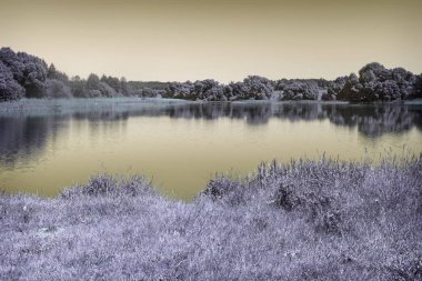 Büyük bir göl kıyısında ormanlık. Açık bir bulutsuz bahar günü.