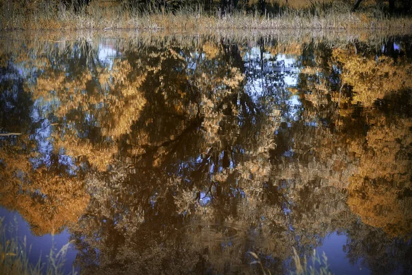 Reflet des arbres dans l'eau du lac . — Photo