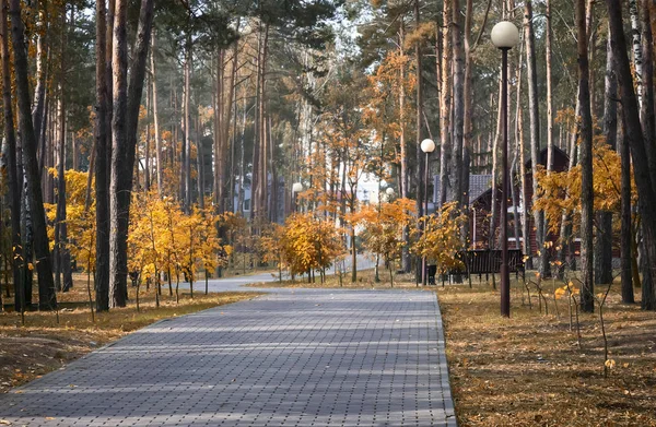 Paisagem de outono: outono no parque . — Fotografia de Stock