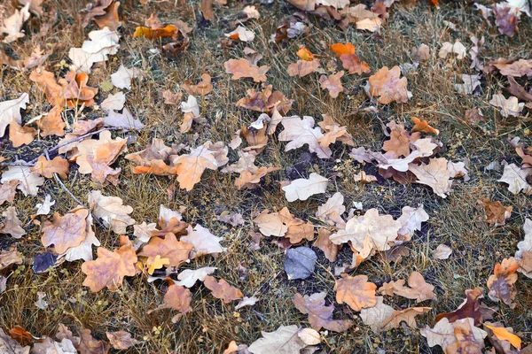 Fallen from the tree autumn oak leaves . — Stock Photo, Image