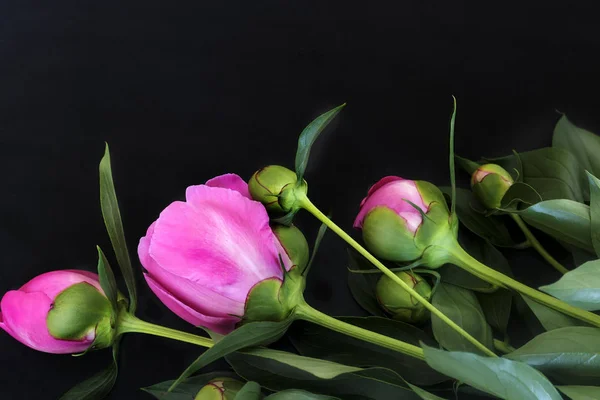 美しいピンクの花と黒の背景に緑の葉に囲まれた牡丹の芽 — ストック写真