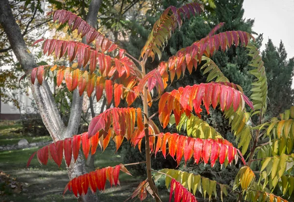 Rhus glabra est pulchra amblemata horum herba cuius folia verto rubro aut flavo in autumno.