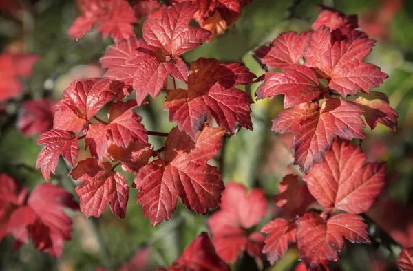 Paesaggio Autunnale Arbusto Decorativo Con Foglie Rosa Brillante Nella Foresta — Foto Stock