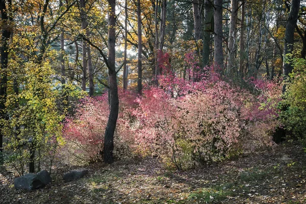 Podzimní Krajina Velký Keř Vřeteno Strom Jasně Růžová Listí Podzimním — Stock fotografie