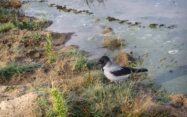 Ufer Des Flusses Wasser Sitzt Eine Kleine Möwe — Stockfoto