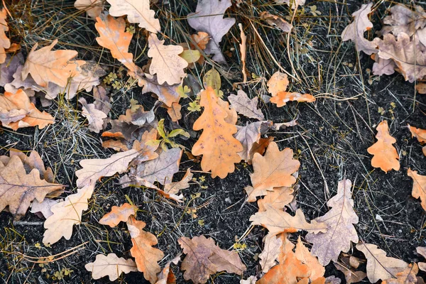 Fallen from the tree autumn oak leaves . — Stock Photo, Image