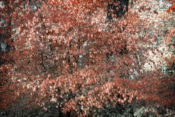 Herfst landschap in het bos met een struik met rode bladeren. — Stockfoto