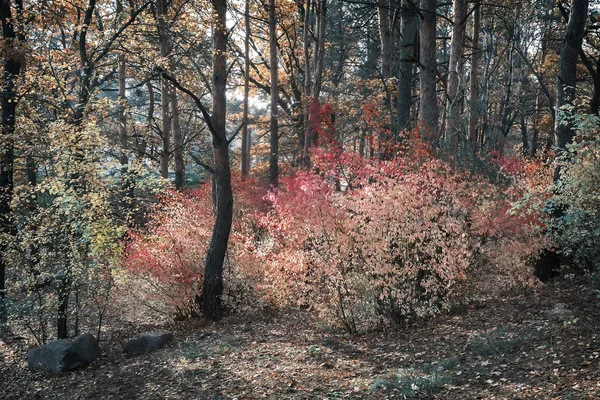 Paisaje otoñal en el bosque con un arbusto de hojas rojas. —  Fotos de Stock