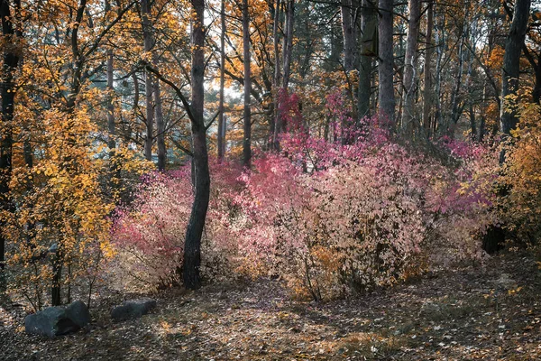Podzimní krajina v lese s keřem s červenými listy. — Stock fotografie