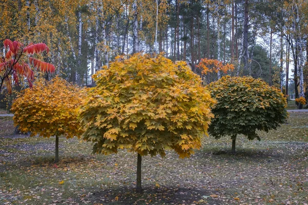 Dekoracyjne drzewa jesienią Park. — Zdjęcie stockowe