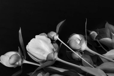 Güzel pembe çiçekler ve siyah bir zemin üzerine yeşil yaprakları çevrili peonies tomurcukları.