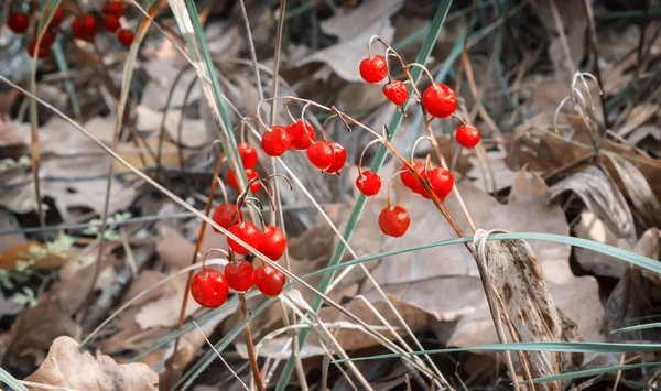 Maturare Bacche Rosse Del Giglio Della Valle Tra Foglie Gialle — Foto Stock