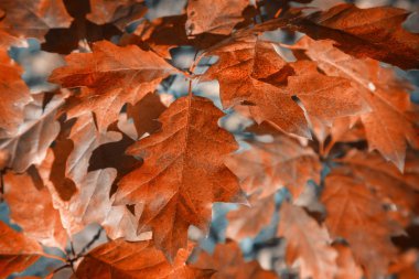 Sonbahar manzara: kırmızı sonbahar meşe yaprakları yakın çekim sunulan bir ağaç dallarında.