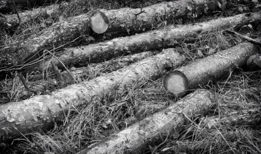 Birkaç parçaya kesilmiş bir huş bagajında bir takas yatıyor.