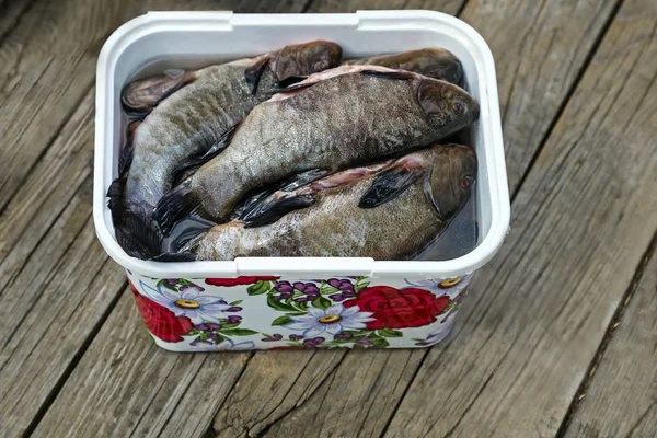 Столе Пластиковом Контейнере Очищается Промывается Речная Рыба Приготовленная Приготовления Рыбного — стоковое фото